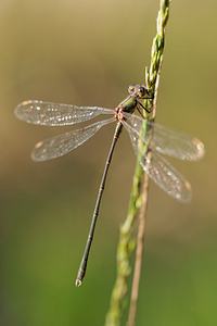 Chalcolestes viridis (Lestidae)  - Leste vert - Green Emerald Damselfly Gironde [France] 02/09/2014 - 20m