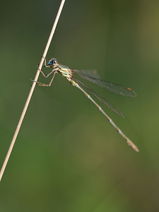 Chalcolestes viridis (Lestidae)  - Leste vert - Green Emerald Damselfly Gironde [France] 02/09/2014 - 20m