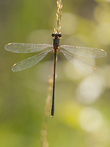 Chalcolestes viridis (Lestidae)  - Leste vert - Green Emerald Damselfly Gironde [France] 02/09/2014 - 20m