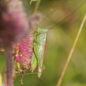 Conocephalus fuscus (Tettigoniidae)  - Conocéphale bigarré, Xiphidion Brun - Long-winged Conehead Nord [France] 09/09/2014 - 40m