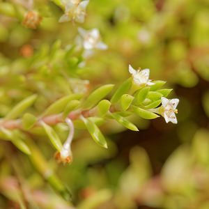 Crassula helmsii (Crassulaceae)  - Crassule de Helms, Orpin de Helms, Orpin des marais, Orpin australien - New Zealand Pigmyweed Nord [France] 09/09/2014 - 40m