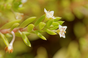 Crassula helmsii Crassule de Helms, Orpin de Helms, Orpin des marais, Orpin australien New Zealand Pigmyweed