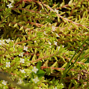Crassula helmsii (Crassulaceae)  - Crassule de Helms, Orpin de Helms, Orpin des marais, Orpin australien - New Zealand Pigmyweed Nord [France] 09/09/2014 - 40m