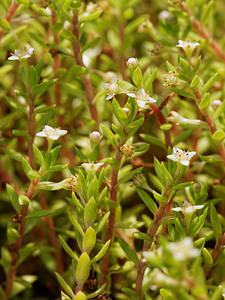 Crassula helmsii (Crassulaceae)  - Crassule de Helms, Orpin de Helms, Orpin des marais, Orpin australien - New Zealand Pigmyweed Nord [France] 09/09/2014 - 40mEsp?ce fortement invasive.