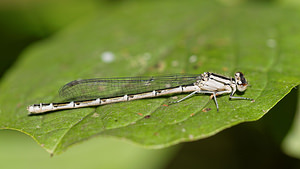 Enallagma cyathigerum (Coenagrionidae)  - Agrion porte-coupe - Common Blue Damselfly Nord [France] 12/09/2014 - 40m