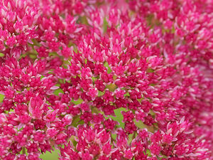 Hylotelephium telephium (Crassulaceae)  - Orpin reprise, Herbe à la coupure - Orpine Philippeville [Belgique] 28/09/2014 - 180m