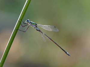 Lestes dryas (Lestidae)  - Leste des bois, Leste dryade - Scarce Emerald Damselfly Gironde [France] 02/09/2014 - 20m