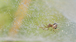 Linyphia triangularis (Linyphiidae)  - Linyphie triangulaire Philippeville [Belgique] 28/09/2014 - 180m