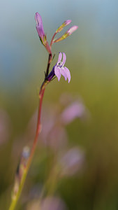 Lobelia urens Lobélie brûlante, Cardinale des marais Heath Lobelia