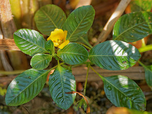 Ludwigia peploides (Onagraceae)  - Ludwigie faux péplis, Jussie faux péplis, Jussie rampante, Jussie - Floating primrose-willow, Creeping water primrose, Water primrose, Floating primrose, Floating water primrose Nord [France] 16/09/2014 - 40mUne jolie saloperie?