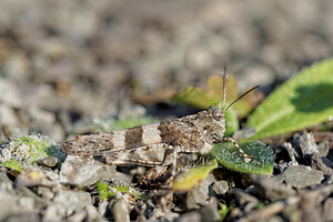 Oedipoda caerulescens (Acrididae)  - Oedipode turquoise, Criquet à ailes bleues - Blue-winged Grasshopper Philippeville [Belgique] 28/09/2014 - 180m