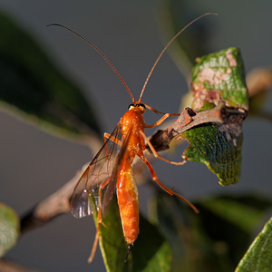 Ophion luteus (Ichneumonidae)  - Ophion jaune Gironde [France] 02/09/2014 - 10m