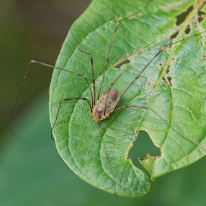 Opilio parietinus (Phalangiidae)  Nord [France] 09/09/2014 - 40m