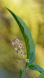 Phytolacca americana (Phytolaccaceae)  - Phytolaque d'Amérique, Raisin d'Amérique, Phytolaque américaine, Laque végétale - American Pokeweed Gironde [France] 02/09/2014 - 20mLe raisin d?Am?rique a volontairement ?t? import? en France. Aujourd'hui extr?mement invasive, il menace les ?cosyst?mes bois?s et humides un peu partout en France.