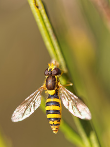 Sphaerophoria scripta (Syrphidae)  Philippeville [Belgique] 28/09/2014 - 180m