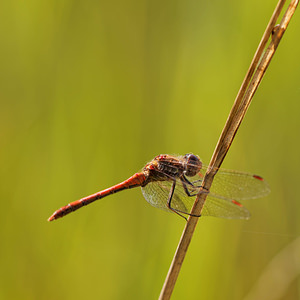 Sympetrum striolatum (Libellulidae)  - Sympétrum fascié - Common Darter Nord [France] 16/09/2014 - 40m