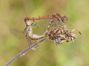 Sympetrum striolatum Sympétrum fascié Common Darter