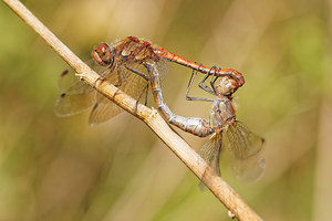 Sympetrum striolatum (Libellulidae)  - Sympétrum fascié - Common Darter Philippeville [Belgique] 28/09/2014 - 180m