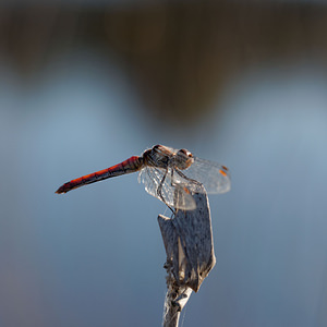 Sympetrum vulgatum (Libellulidae)  - Sympétrum vulgaire - Vagrant Darter Gironde [France] 02/09/2014 - 10mFemelle androchrome ?