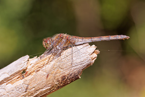 Sympetrum vulgatum (Libellulidae)  - Sympétrum vulgaire - Vagrant Darter Philippeville [Belgique] 28/09/2014 - 180m