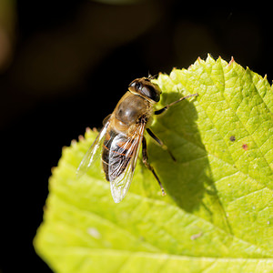 Eristalis tenax (Syrphidae)  - Eristale gluante, Mouche pourceau Marne [France] 26/10/2014 - 190m