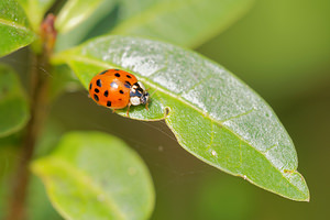 Harmonia axyridis (Coccinellidae)  - Coccinelle asiatique, Coccinelle arlequin - Harlequin ladybird, Asian ladybird, Asian ladybeetle Marne [France] 26/10/2014 - 190mForme succinea