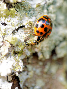 Harmonia axyridis (Coccinellidae)  - Coccinelle asiatique, Coccinelle arlequin - Harlequin ladybird, Asian ladybird, Asian ladybeetle Marne [France] 26/10/2014 - 190mForme succinea