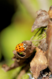 Harmonia axyridis (Coccinellidae)  - Coccinelle asiatique, Coccinelle arlequin - Harlequin ladybird, Asian ladybird, Asian ladybeetle Marne [France] 26/10/2014 - 190mForme succinea