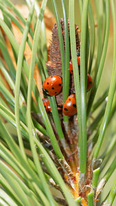 Coccinella septempunctata (Coccinellidae)  - Coccinelle à 7 points, Coccinelle, Bête à bon Dieu - Seven-spot Ladybird Ardennes [France] 23/11/2014 - 160m