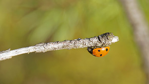 Coccinella septempunctata (Coccinellidae)  - Coccinelle à 7 points, Coccinelle, Bête à bon Dieu - Seven-spot Ladybird Ardennes [France] 23/11/2014 - 160m