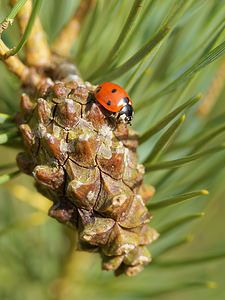 Coccinella septempunctata (Coccinellidae)  - Coccinelle à 7 points, Coccinelle, Bête à bon Dieu - Seven-spot Ladybird Ardennes [France] 23/11/2014 - 160m