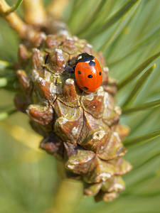 Coccinella septempunctata (Coccinellidae)  - Coccinelle à 7 points, Coccinelle, Bête à bon Dieu - Seven-spot Ladybird Ardennes [France] 23/11/2014 - 160m