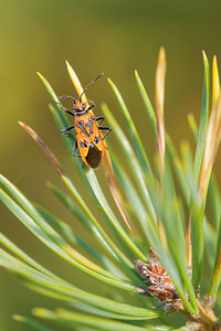 Corizus hyoscyami (Rhopalidae)  - Corise de la jusquiame - Scentless bug Ardennes [France] 23/11/2014 - 160m