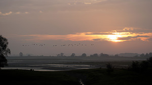 Grus grus (Gruidae)  - Grue cendrée - Common Crane  [France] 21/11/2014 - 130m