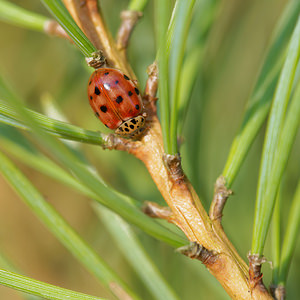 Harmonia quadripunctata (Coccinellidae)  - Coccinelle à quatre points - Four-spot Ladybird [Harmonia quadripunctata] Ardennes [France] 23/11/2014 - 160m