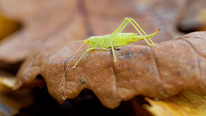 Meconema meridionale (Tettigoniidae)  - Méconème fragile Haute-Marne [France] 20/11/2014 - 160m