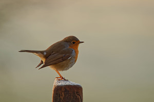 Erithacus rubecula Rougegorge familier European Robin