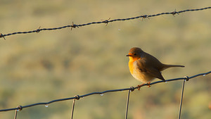 Erithacus rubecula (Muscicapidae)  - Rougegorge familier - European Robin Nord [France] 04/01/2015 - 30m