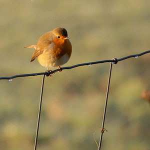 Erithacus rubecula Rougegorge familier European Robin