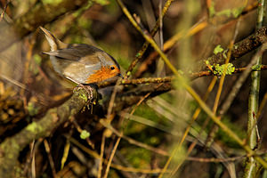 Erithacus rubecula (Muscicapidae)  - Rougegorge familier - European Robin Nord [France] 04/01/2015 - 20m