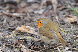 Erithacus rubecula (Muscicapidae)  - Rougegorge familier - European Robin Nord [France] 22/01/2015 - 20m
