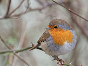 Erithacus rubecula Rougegorge familier European Robin