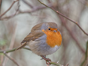 Erithacus rubecula (Muscicapidae)  - Rougegorge familier - European Robin Nord [France] 22/01/2015 - 20m