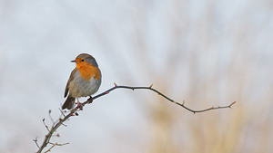 Erithacus rubecula Rougegorge familier European Robin