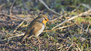 Erithacus rubecula (Muscicapidae)  - Rougegorge familier - European Robin Nord [France] 23/01/2015 - 20m