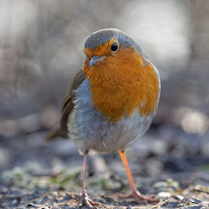 Erithacus rubecula (Muscicapidae)  - Rougegorge familier - European Robin Nord [France] 23/01/2015 - 20m