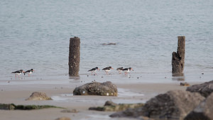 Haematopus ostralegus (Haematopodidae)  - Huîtrier pie - Eurasian Oystercatcher Nord [France] 01/01/2015