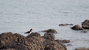 Haematopus ostralegus (Haematopodidae)  - Huîtrier pie - Eurasian Oystercatcher Nord [France] 01/01/2015