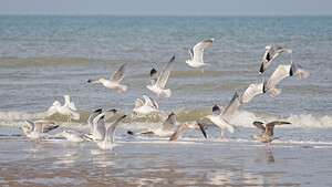 Larus argentatus (Laridae)  - Goéland argenté - Herring Gull Nord [France] 01/01/2015