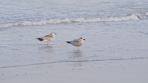 Larus argentatus (Laridae)  - Goéland argenté - Herring Gull Nord [France] 01/01/2015